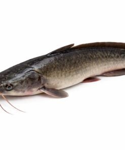 মাগুর-Magur (hight bit) 500gm