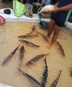 Alternative view of কাতলা-Katla 1kg