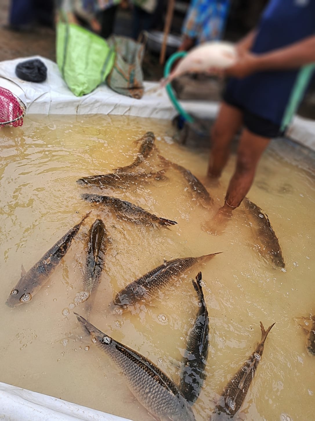 কাতলা-Katla 1kg - Image 2