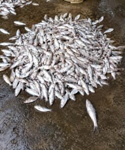 টুনা -Tuna