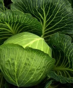 বাঁধাকপি (Cabbage)