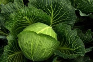 বাঁধাকপি (Cabbage)