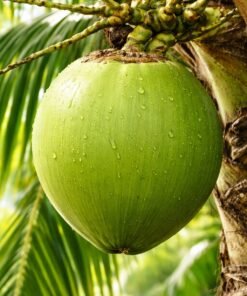 ডাব (Tender Coconut) 1pic