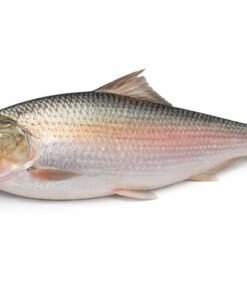 ইলিশ-Hilsa 1kg