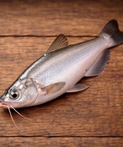 পাবদা -Pabda 500mg