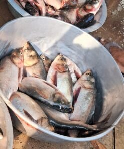 সিয়ার মাছ -Seer Fish
